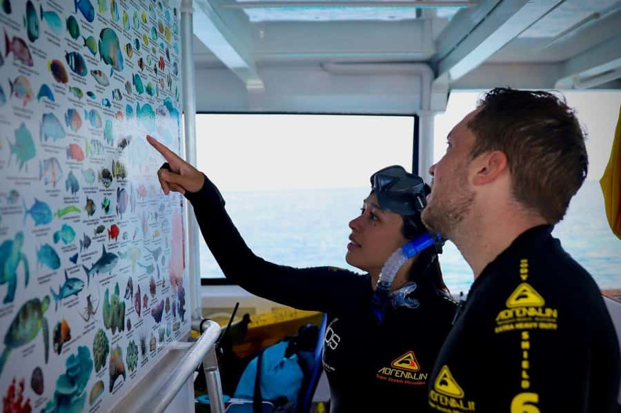 Cairns: All-Inclusive Great Barrier Reef Half-Day Snorkeling - The Voyage to the Reef — What to Expect