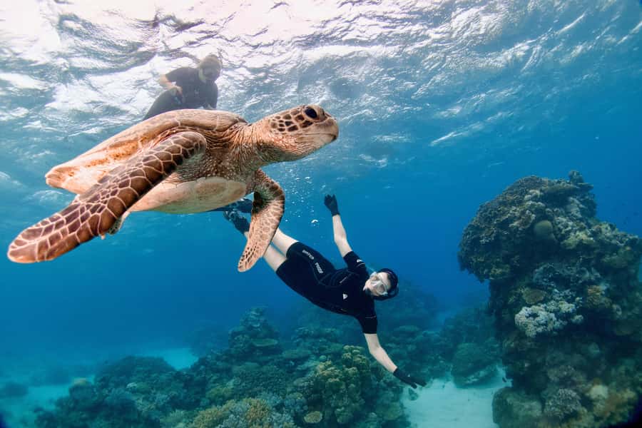 Cairns: All-Inclusive Great Barrier Reef Half-Day Snorkeling - Who Would Love This Tour?