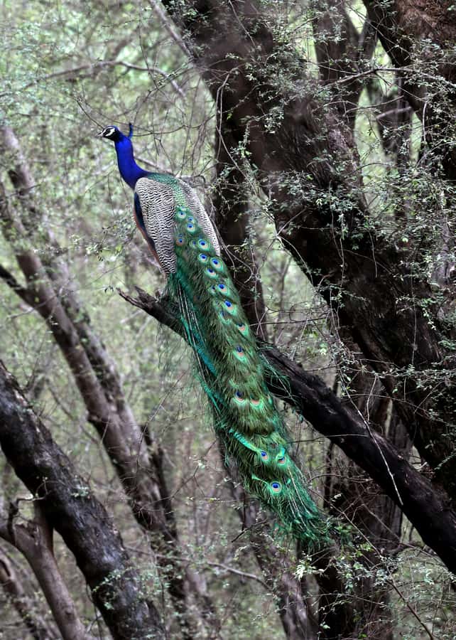 Ranthambore: National Park Park Safari Tickets in prime Zone - Good To Know