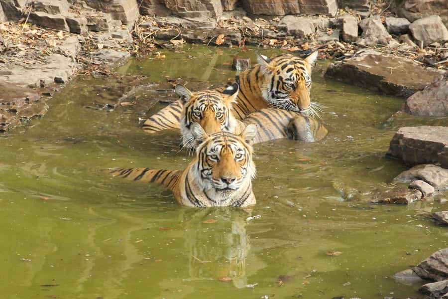 Ranthambore: National Park Park Safari Tickets in prime Zone - Detailed Breakdown of the Safari Experience