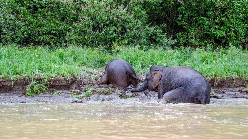 Sandakan : 3-Day Kinabatangan River Wildlife Adventure - An In-Depth Look at the Kinabatangan Wildlife Adventure