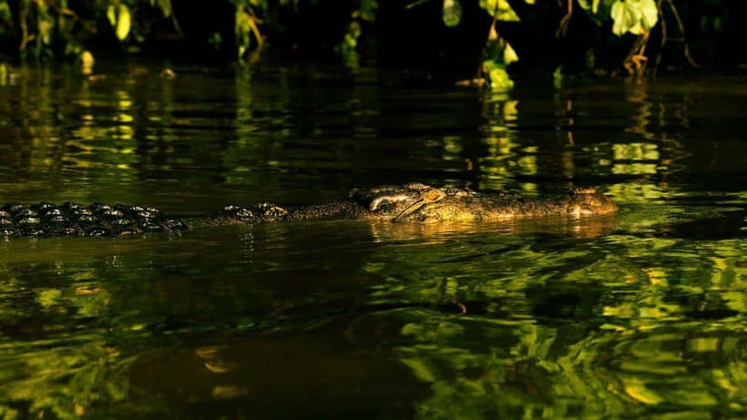 Sandakan : 3-Day Kinabatangan River Wildlife Adventure - Good To Know