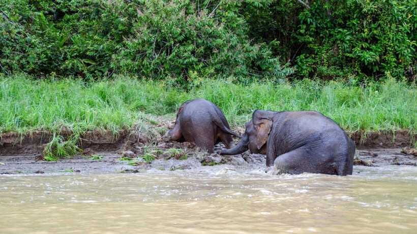 Sandakan : 3-Day Kinabatangan River Wildlife Adventure - FAQ