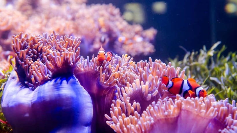 Red River Tours - Sea Walking Experience in Phu Quoc - The Sum Up