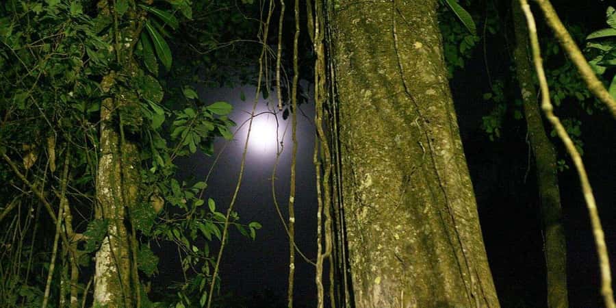 From Iquitos | 6-day Amazon rainforest tour - Who Should Consider This Tour?