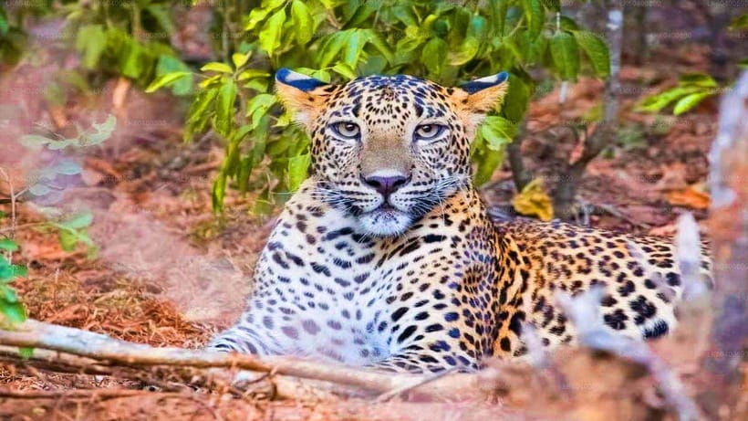 "Yala National Park Safari-Half-Day Safari Guided Adventure" - Who Should Book This Tour?