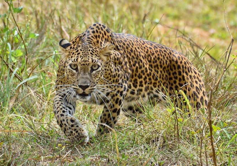 "Yala National Park Safari-Half-Day Safari Guided Adventure" - FAQs