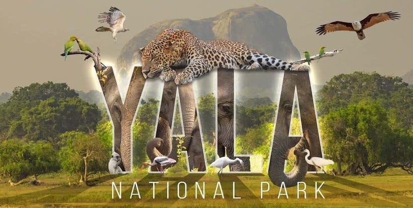 "Yala National Park Safari-Half-Day Safari Guided Adventure" - Good To Know