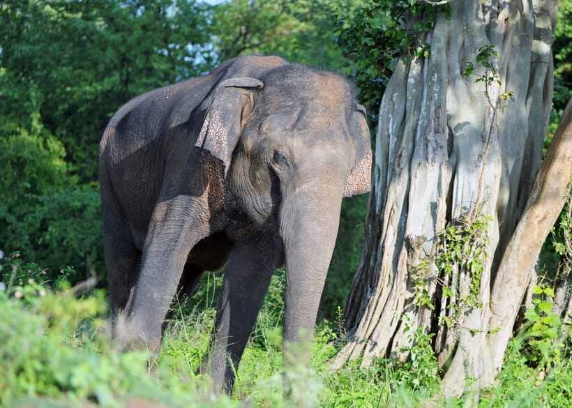 From Colombo: 3-Day Hill Country Escape with Train Ride - FAQ