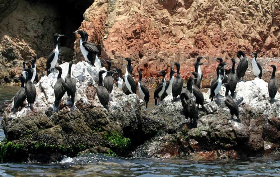Paracas: Ballestas Islands and Paracas National Reserve Tour - An In-Depth Look at the Tour Experience