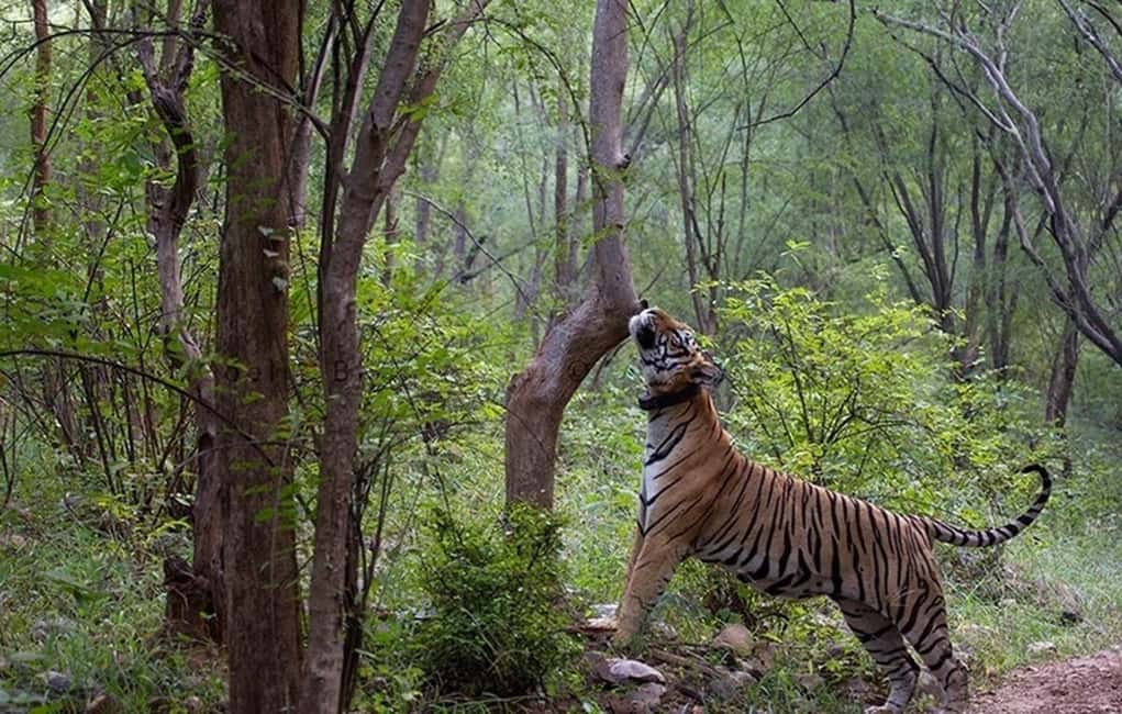 3-Day Adventure: Discover Agra, Ranthambore & Sariska - What Makes This Tour Stand Out
