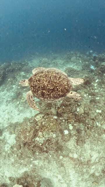 Siquijor: Jeepney Island Tour with Snorkeling - FAQs