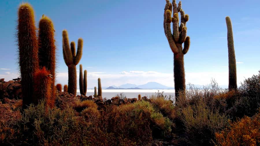 UYUNI SALT FLAT & TUNUPA VOLCANO: 2 DAYS/1 NIGHT EXPEDITION - Final Thoughts