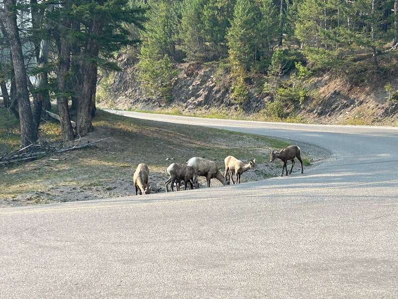 Banff/Calgary: Private Tour of Banff and Yoho National Parks - Why Choose This Tour?