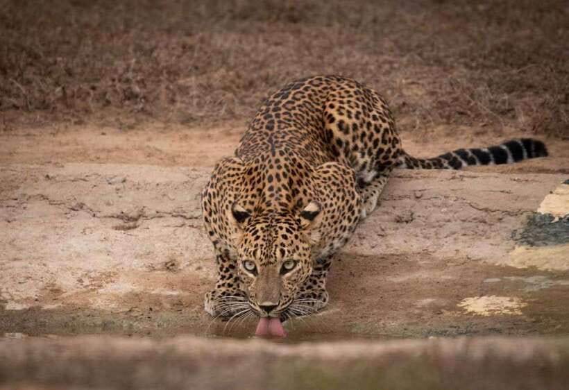 From Ella: Yala Safari with Tangalle/Mirissa/Galle Drop-off - Good To Know