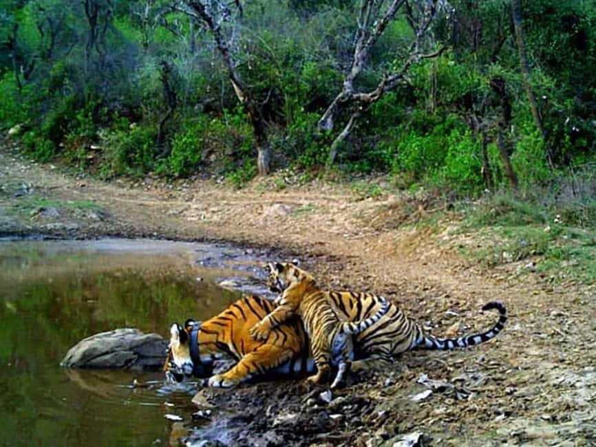 4-Day Delhi, Jaipur & Tiger Safari in Ranthambore & Sariska - Practical Considerations and Tips  