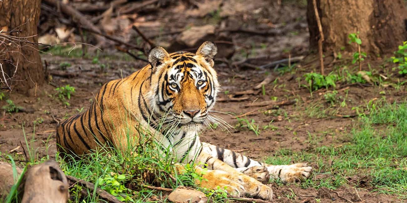 4-Day Delhi, Jaipur & Tiger Safari in Ranthambore & Sariska - Frequently Asked Questions  