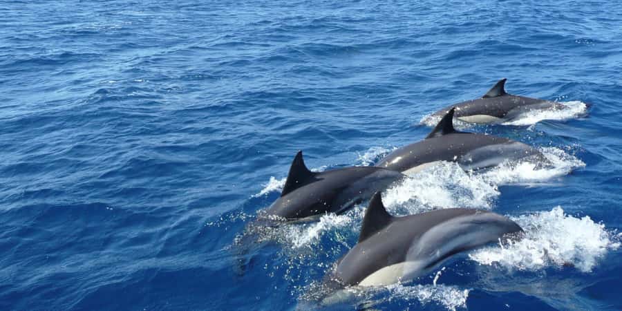 Exclusive: Whale and Dolphin Watching Tour with Transfers - Key Points