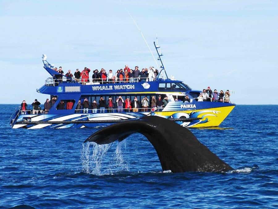 Exclusive: Whale and Dolphin Watching Tour with Transfers - Overview of the Tour