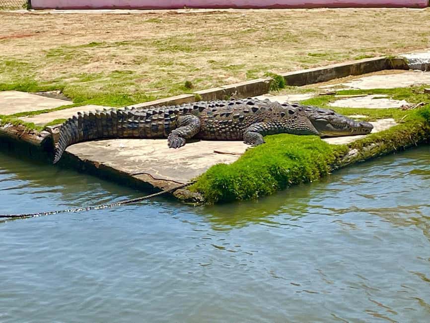 South Coast: Pelican Bar & Black River Safari Experience - The Sum Up