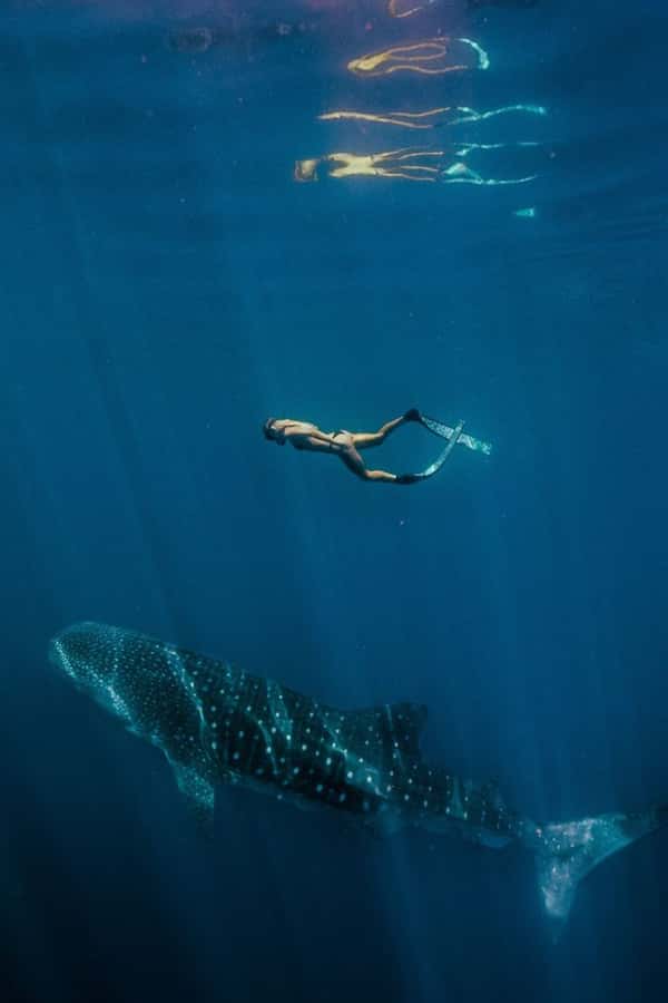 Lombok : Sharing Whale Shark Tour 2 Day 1 Night Sumbawa - The Itinerary Breakdown: What You Can Expect