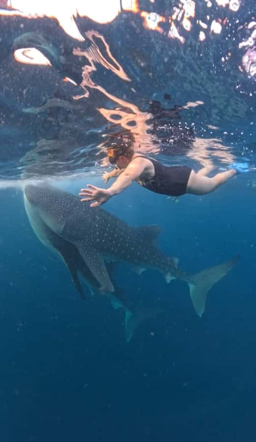 Lombok : Sharing Whale Shark Tour 2 Day 1 Night Sumbawa - Transportation and Group Size