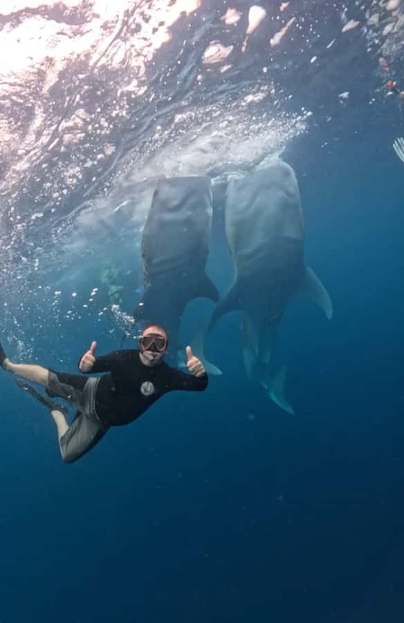 Lombok : Sharing Whale Shark Tour 2 Day 1 Night Sumbawa - The Cost and Value