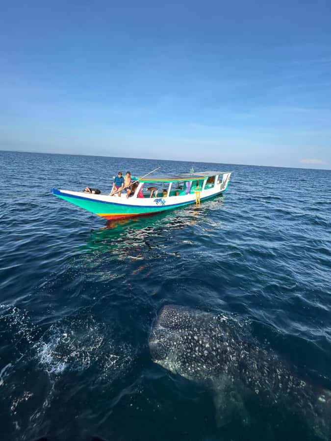 Lombok : Sharing Whale Shark Tour 2 Day 1 Night Sumbawa - FAQ
