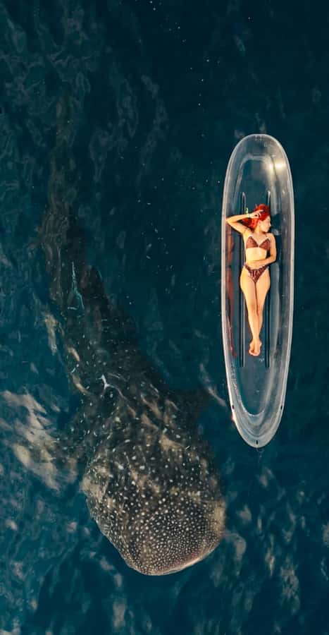 Lombok : Sharing Whale Shark Tour 2 Day 1 Night Sumbawa - Final Thoughts