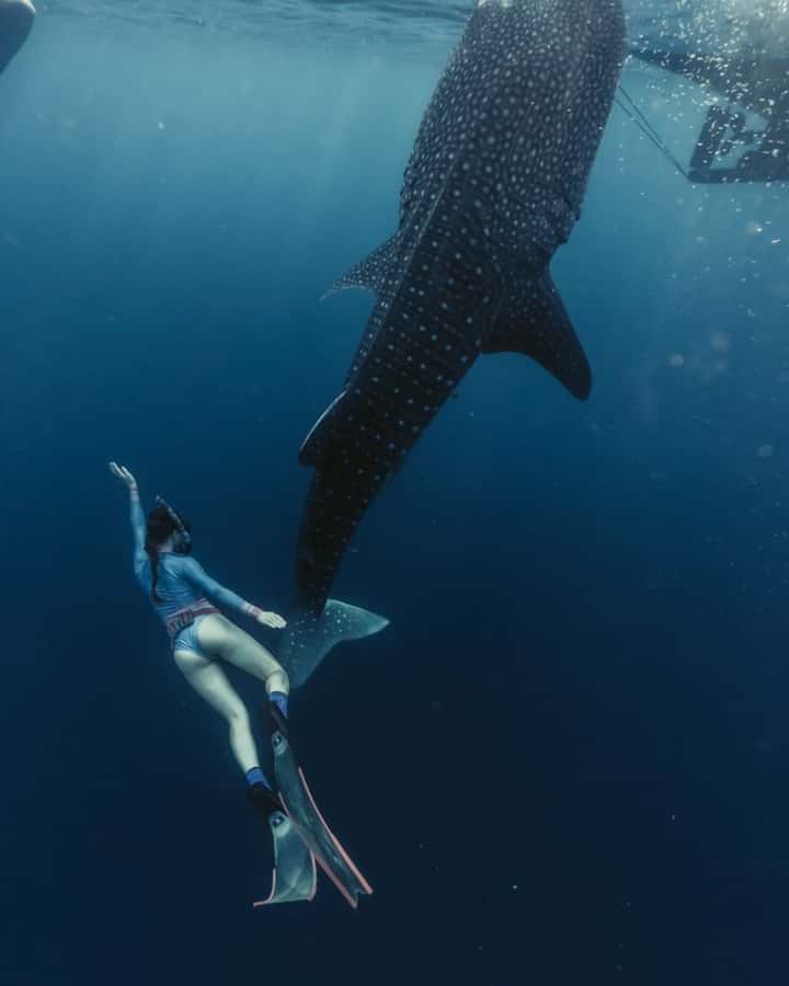 Lombok : Sharing Whale Shark Tour 2 Day 1 Night Sumbawa - Why This Tour Works
