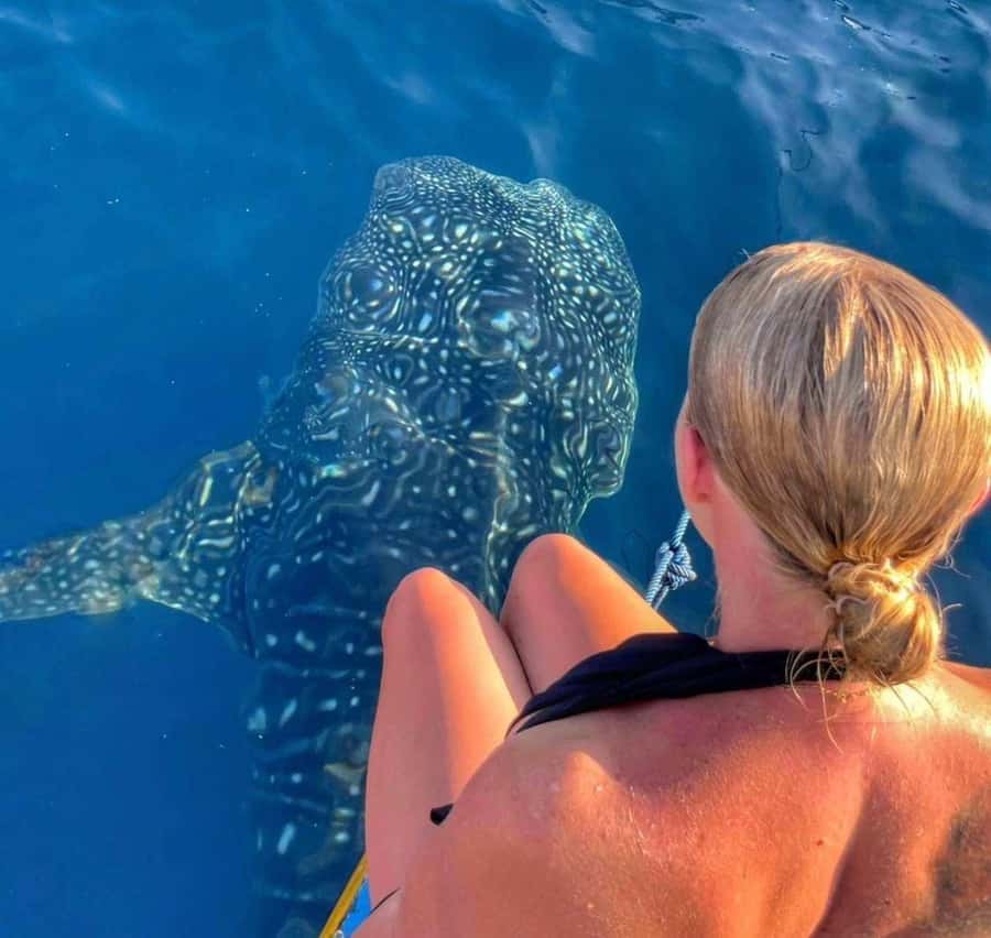 Lombok : Sharing Whale Shark Tour 2 Day 1 Night Sumbawa - Good To Know