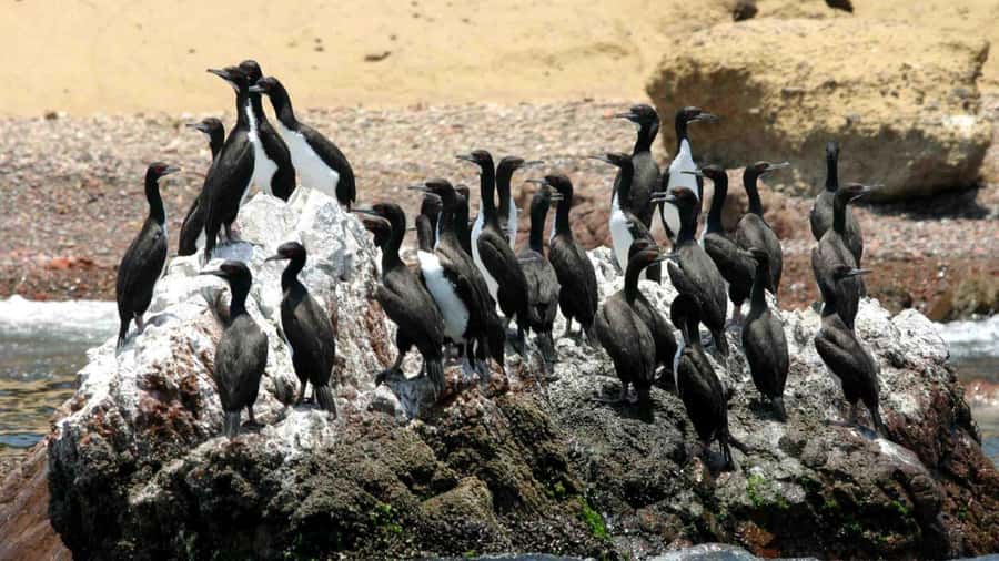 From Lima: Paracas and Huacachina Full-Day Tour with - Final Thoughts