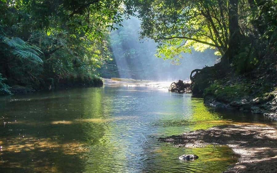 Santos: Guided Kayak Tour in the Heart of the State Park - Value & Practicality