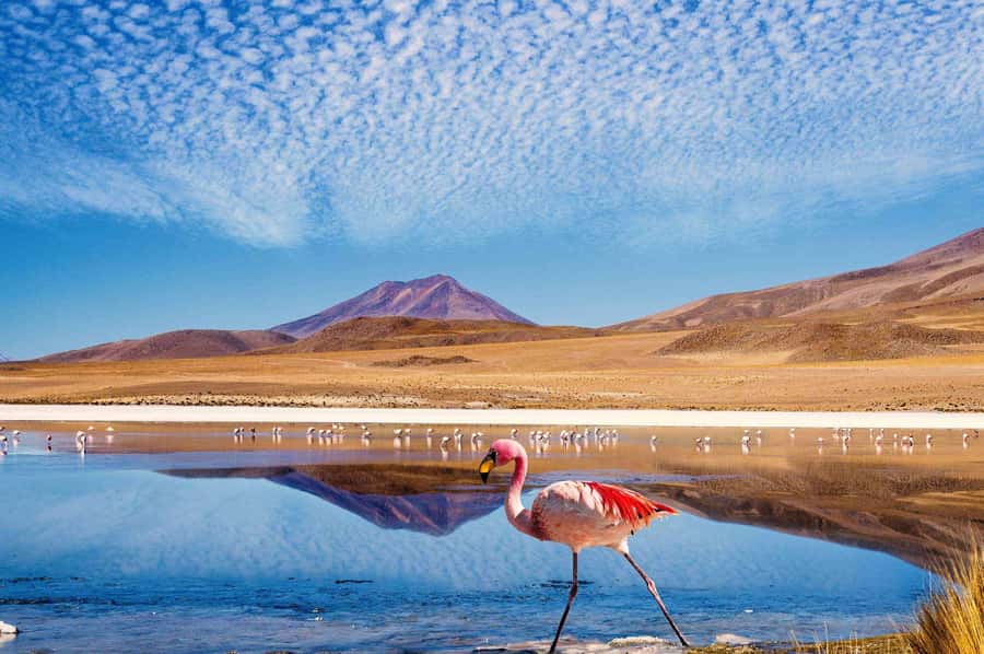 San Pedro de Atacama Day Trip: Atacama Desert and Salt Flats - What to Expect: Practical Details