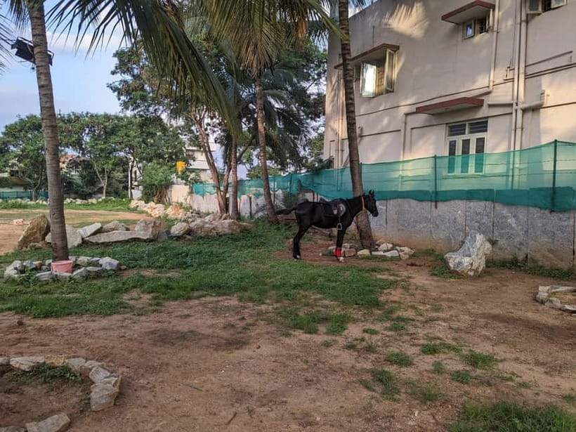 Bangalore: Horse Riding Safari Tour - FAQ