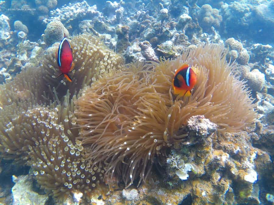 White Sand Island - Snorkeling and Kayaking - Good To Know