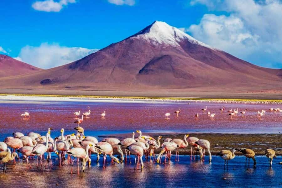 From San Pedro de Atacama: 3-Day Uyuni Salt Flat Tour - Authentic Experiences and Traveler Insights