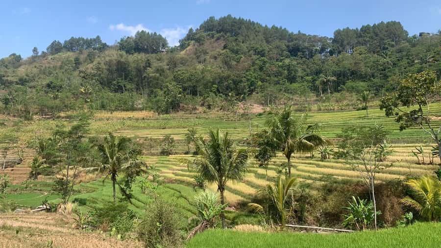 Yogyakarta: Selogriyo Temple and Candirejo Cycling Tour - The Sum Up