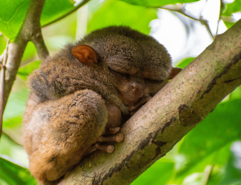 Bohol: Countryside Tour with Tarsiers and Chocolate Hills - FAQs