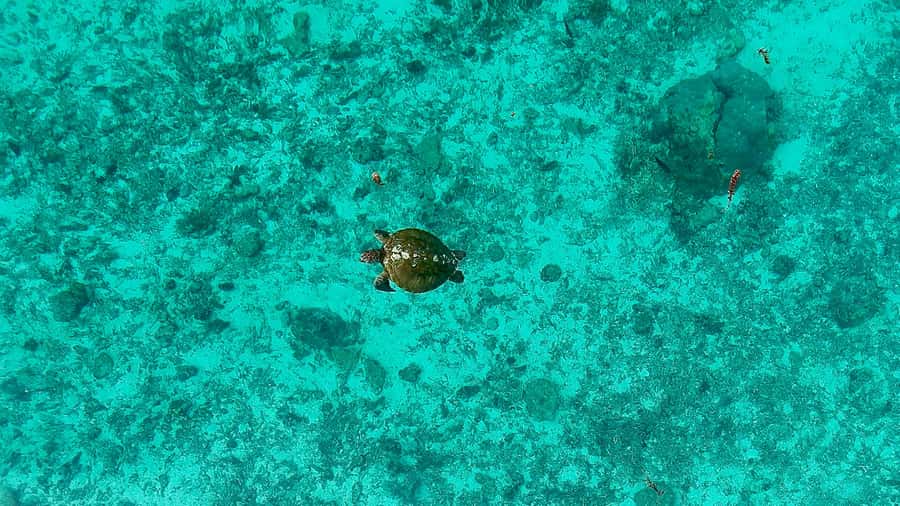 Private E-Board Tour of Moorea Lagoon - Common Questions About This Tour