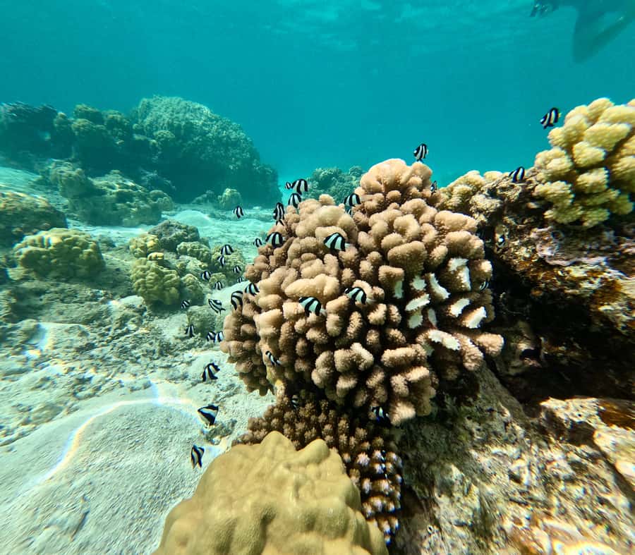 Private E-Board Tour of Moorea Lagoon - Practical Tips for Your Lagoon Adventure