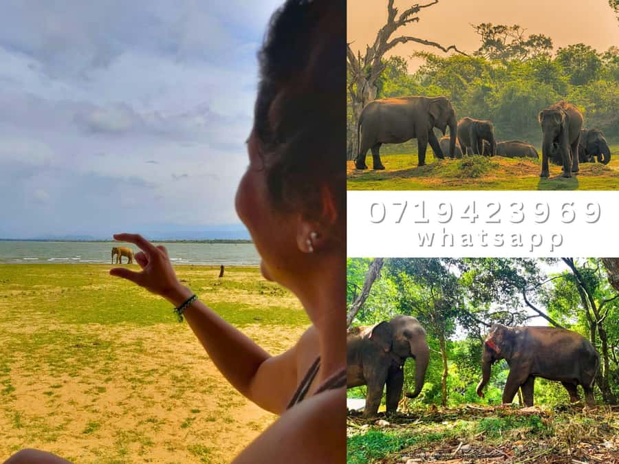 From Ella: Udawalawe National Park Safari with Return - The Experience in Detail