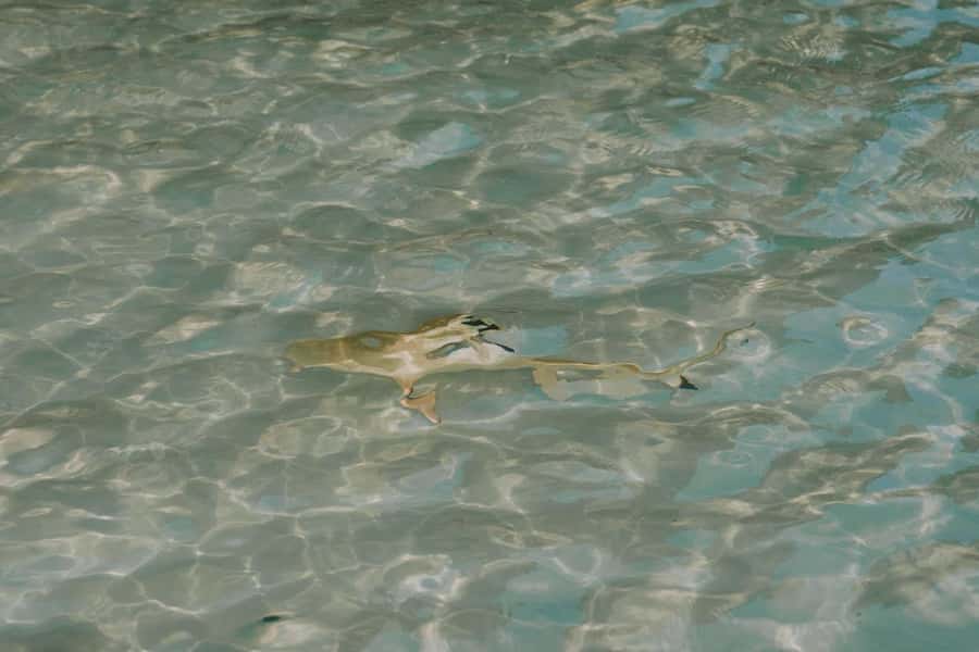 Phi Phi Islands : Longtail Boat Tour with Sunset - What to Expect from the Tour