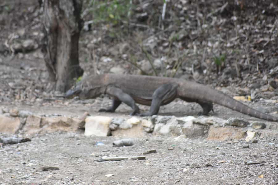 Komodo Island Tour Packages - Practical Details and What to Expect