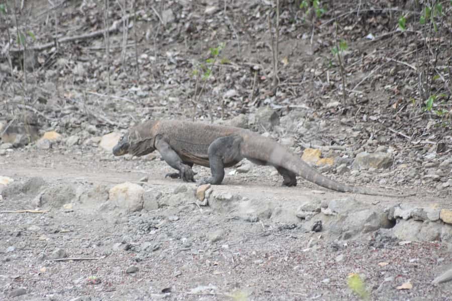 Komodo Island Tour Packages - An In-Depth Look at the Komodo Island Tour Experience