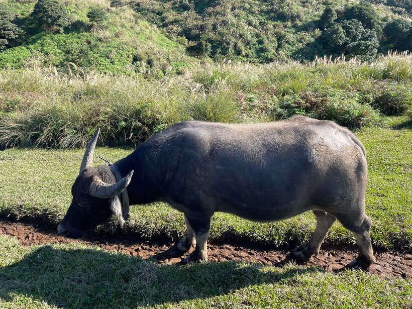 Taipei: Yanmingshan walking tour - Qingtiangang Grassland - An In-Depth Look at the Yanmingshan Walking Tour