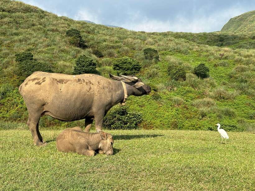 Taipei: Yanmingshan walking tour - Qingtiangang Grassland - FAQ