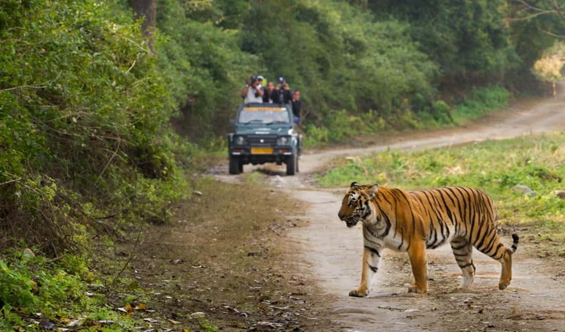 Golden Triangle Highlights & Tiger Safari at Jim Corbett - Who Is This Tour Best For?