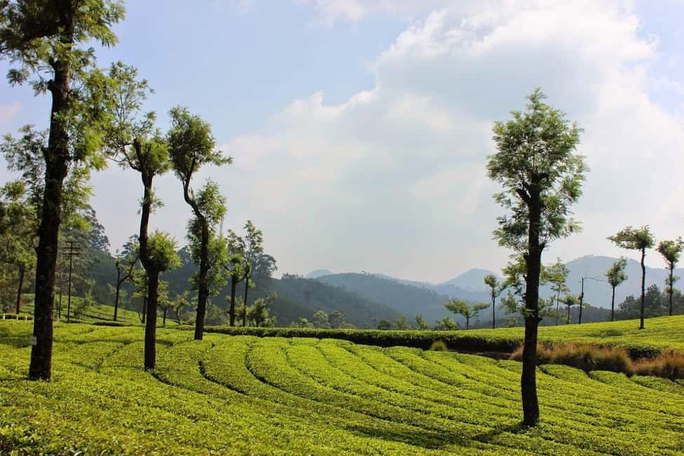 Exclusive Kerala Beauty, Munnar Hill Station Overnight Tour - A Deep Dive into the Munnar Experience