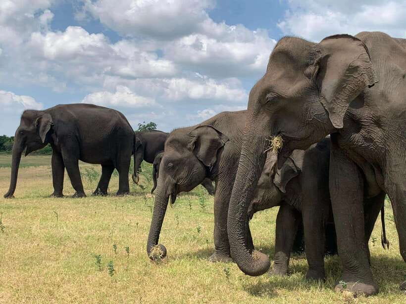 Udawalawa National Park: All Inclusive Safari Day Tour - Good To Know